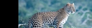 8-Day Rwanda Uganda Wildlife and Gorilla Trekking Safari