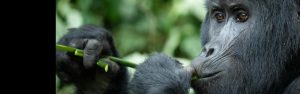 8-Day Uganda Rwanda Primate & Big 5 Game Safari