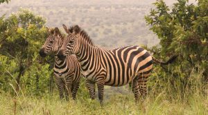8 Days Rwanda Exclusive Tour