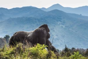 8 Days Rwanda Safari