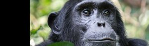 9-Day Best of Rwanda Safari and Cultural Experience