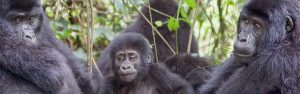 9-Day Rwanda & Uganda Primate & Wildlife Tour