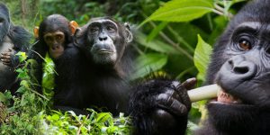 9 Days Explore Rwanda Tour
