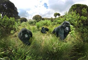 2 Days Gorilla Trekking Safari in Volcanoes National Park