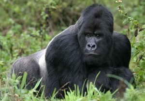 1 Day Gorilla Trekking Tour in Rwanda