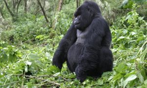 3 Days Rwanda Gorilla Safari and Golden Monkey Trekking