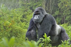 2 Days Gorilla Trekking and Mount Bisoke Hiking in Rwanda